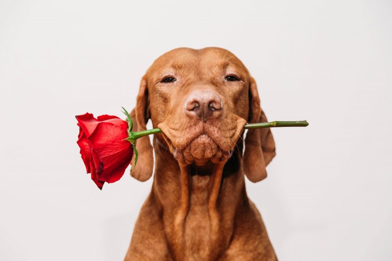 Valentines day returns and exchanges