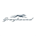 greyhound greyhound